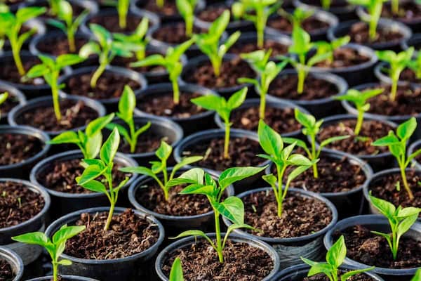 تصویر 3 از خرید گلدان پلاستیکی مشکی + قیمت فروش استثنایی
